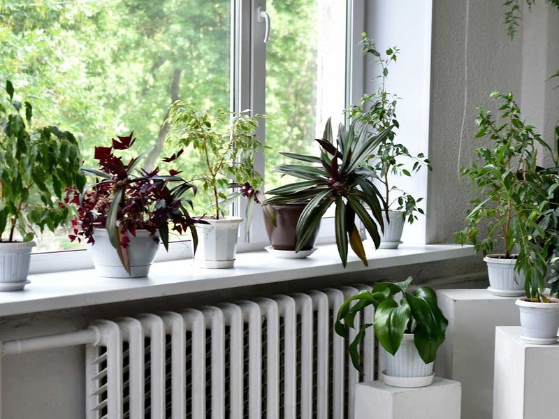 Sudden Temperature Swings Cause Stress