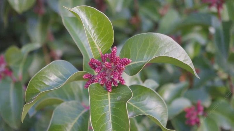 Sugar Bush Berries Feed Hungry Birds