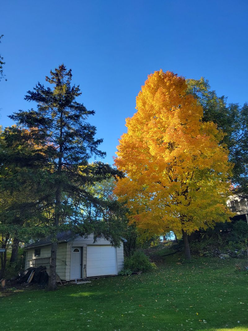 Sugar Maple For Long-Lived Beauty Sugar Maple For Long-Lived Beauty