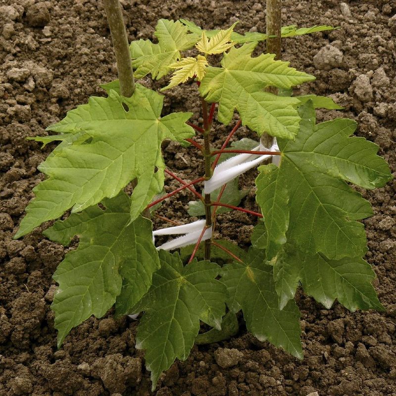 Sugar Maple For Roots That Settle Before Frost