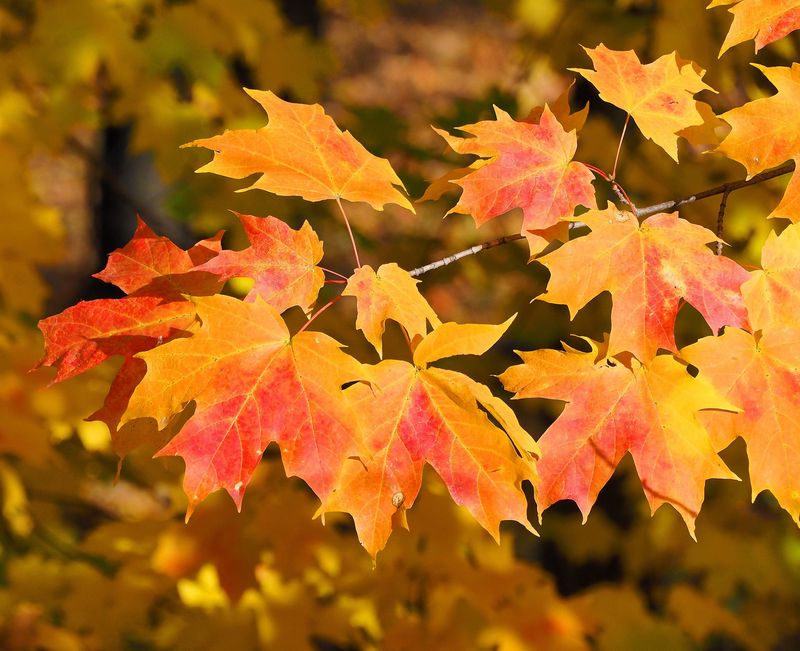Sugar Maples Can Turn Red Orange And Yellow Sugar Maples Can Turn Red Orange And Yellow