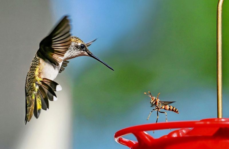Sugary Feeders Pull In More Than Birds