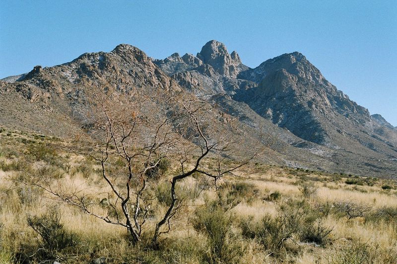 Suitable habitat may be close without being in the yard