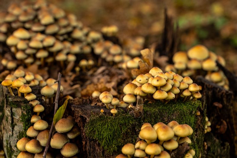Sulfur Tuft Clumps Sprouting From Old Stumps