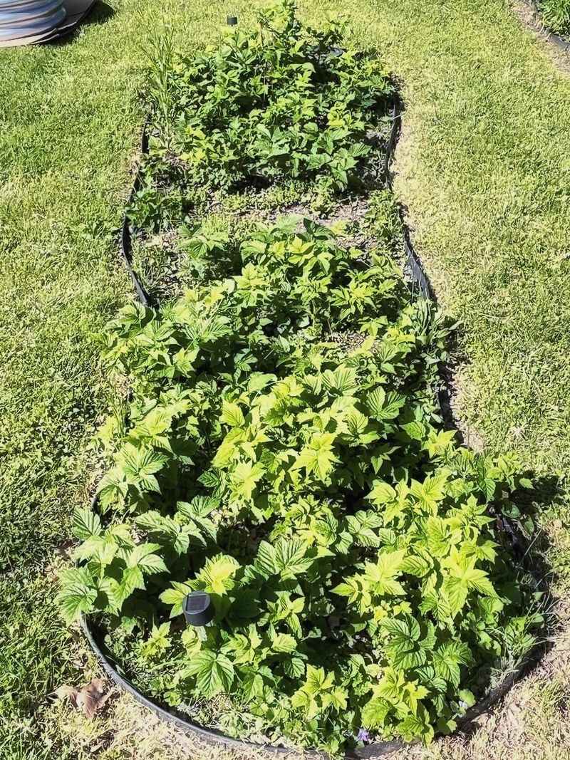 Summer-Bearing Raspberries Need Old Canes Removed