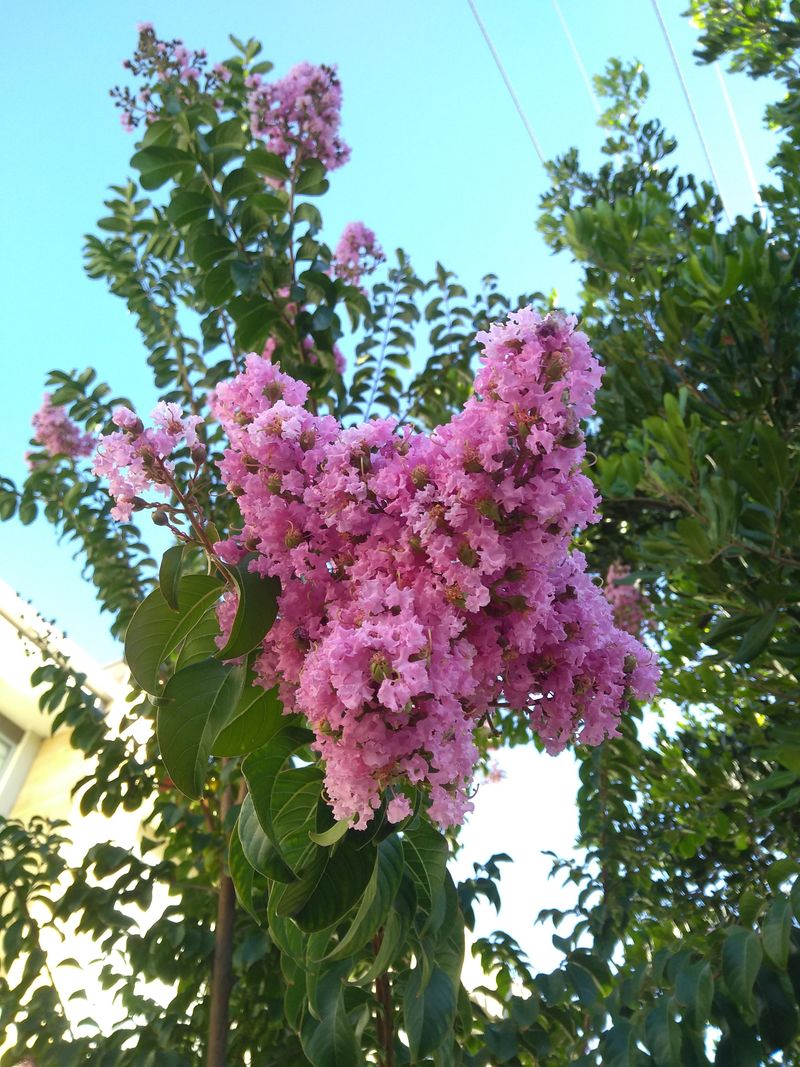 Summer Blooms Last For Weeks