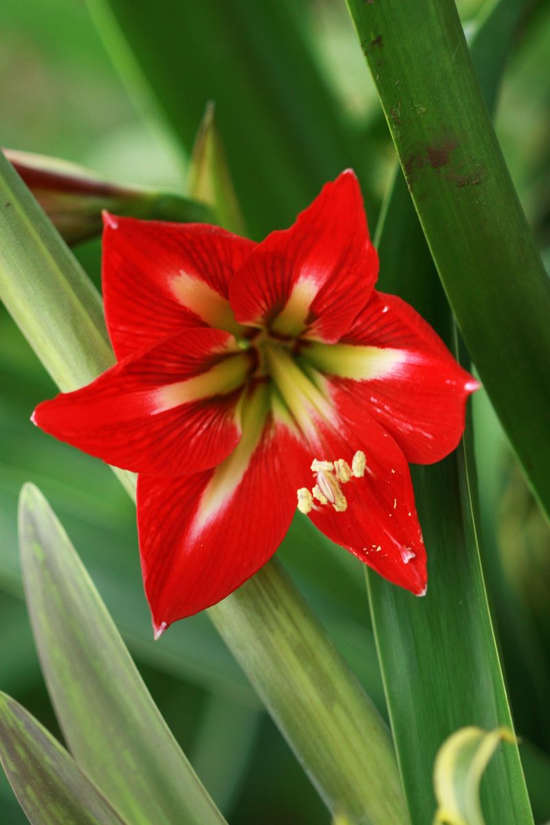 Summer Care Sets Up Next December's Amaryllis Show