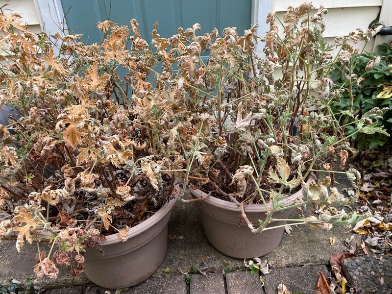 Summer Geraniums Don't Have To End Up On The Compost Pile