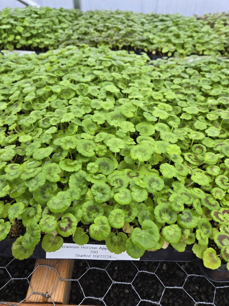 Summer Heat Stress In Containers