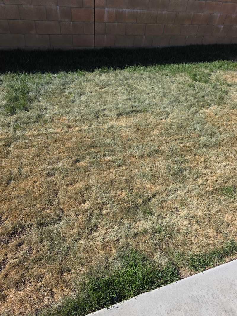 Summer Heat Stunts Root Systems Summer Heat Stunts Root Systems