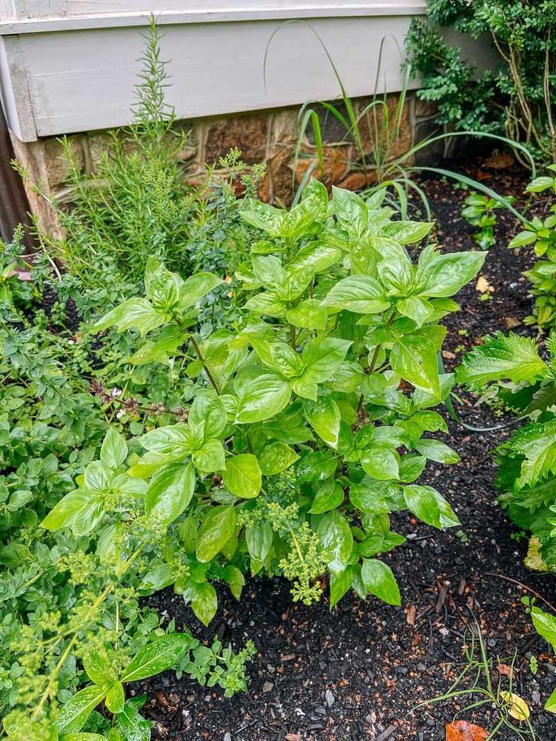 Summer Heat That Wilts Lettuce Barely Slows This Kitchen Favorite