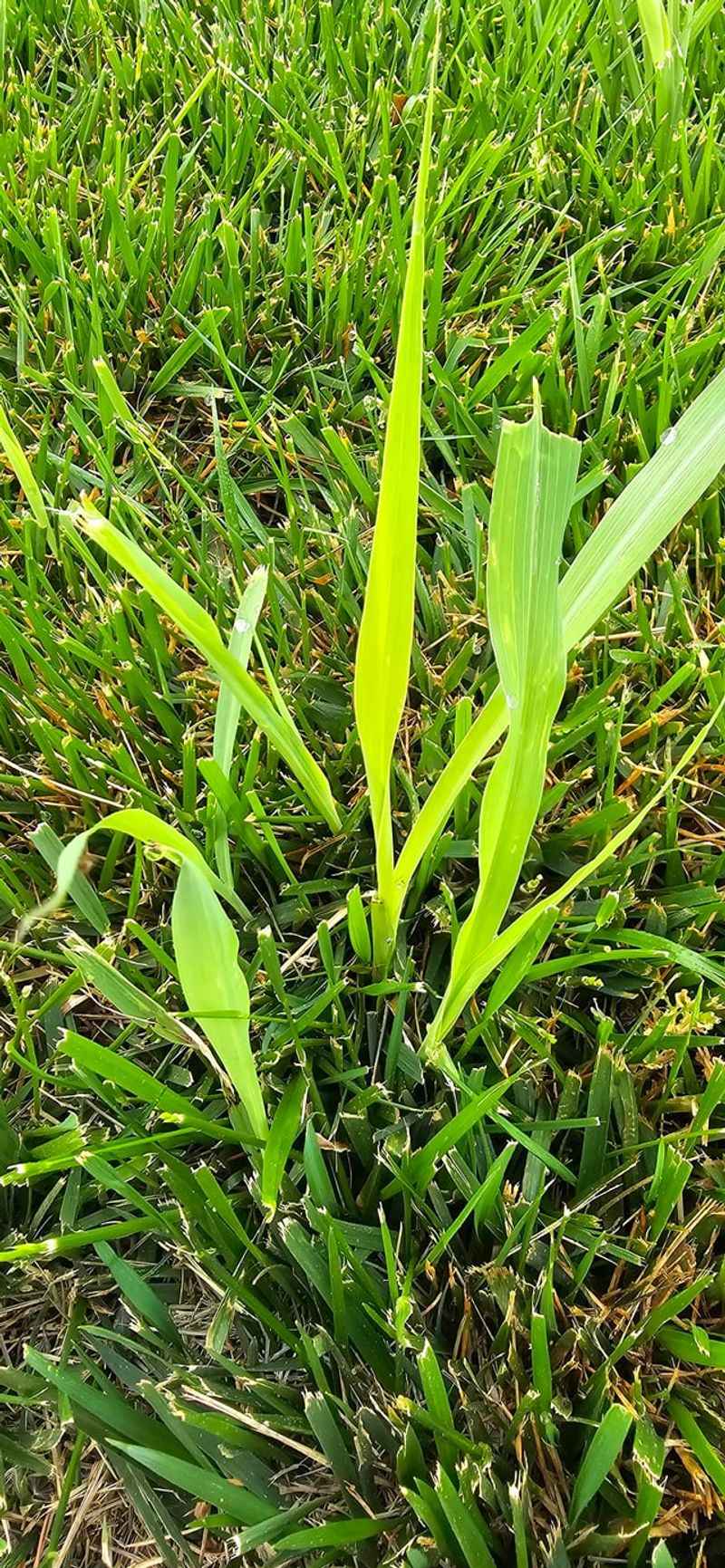 Summer Is When It Grows Fastest