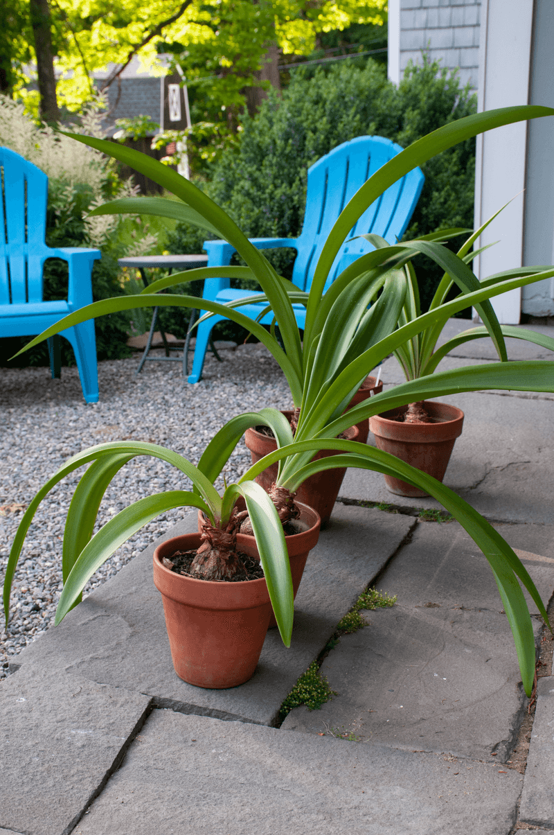 Summer Leaf Growth Builds The Energy For Next Year's Flowers