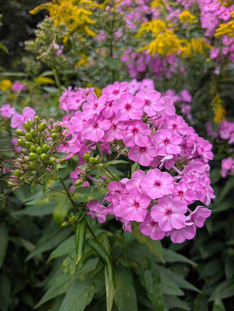 Summer Phlox Summer Phlox