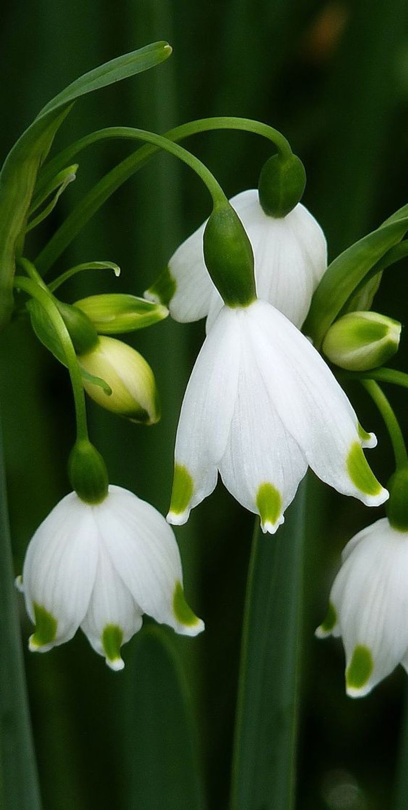 Summer Snowflake For Nodding White Bells Summer Snowflake For Nodding White Bells