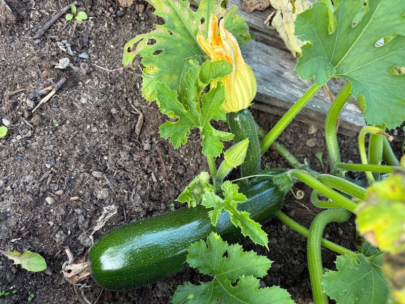 Summer Squash Needs Harvesting Before Frost Damages The Plants Summer Squash Needs Harvesting Before Frost Damages The Plants