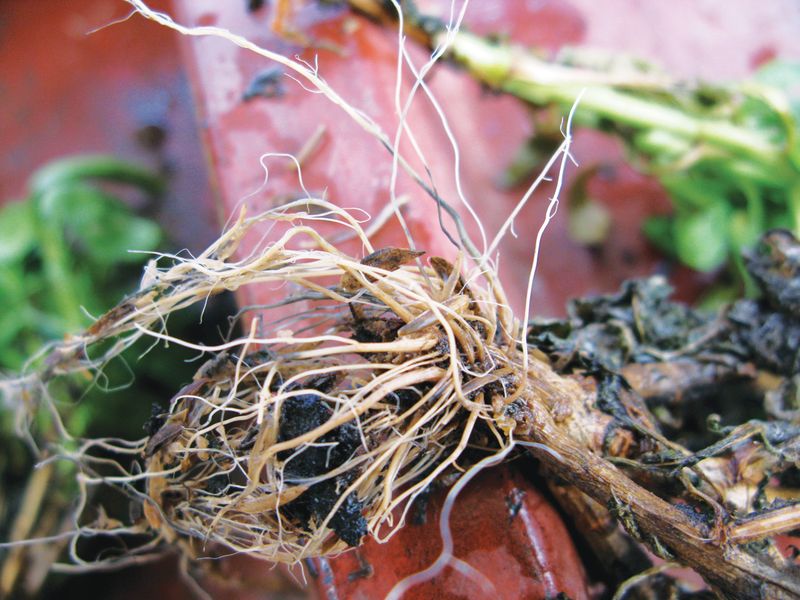 Summer Water Plus Clay Invites Root Rot Summer Water Plus Clay Invites Root Rot
