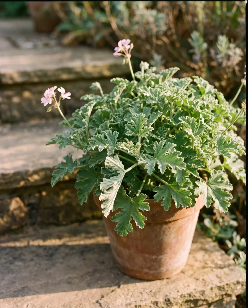 Summer heat can slow flowering