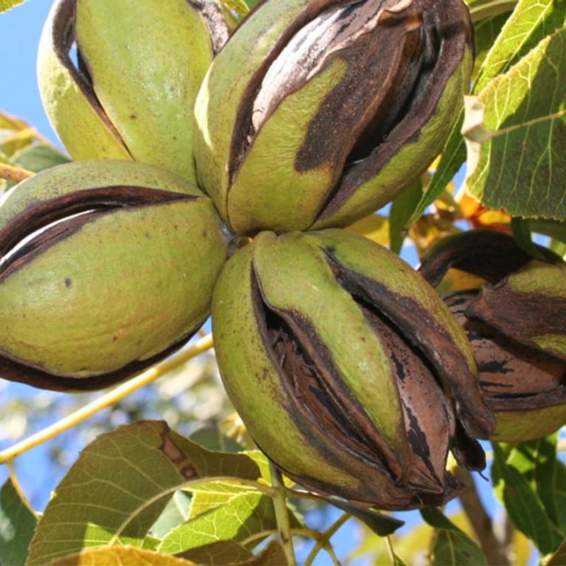 Sumner Pecan