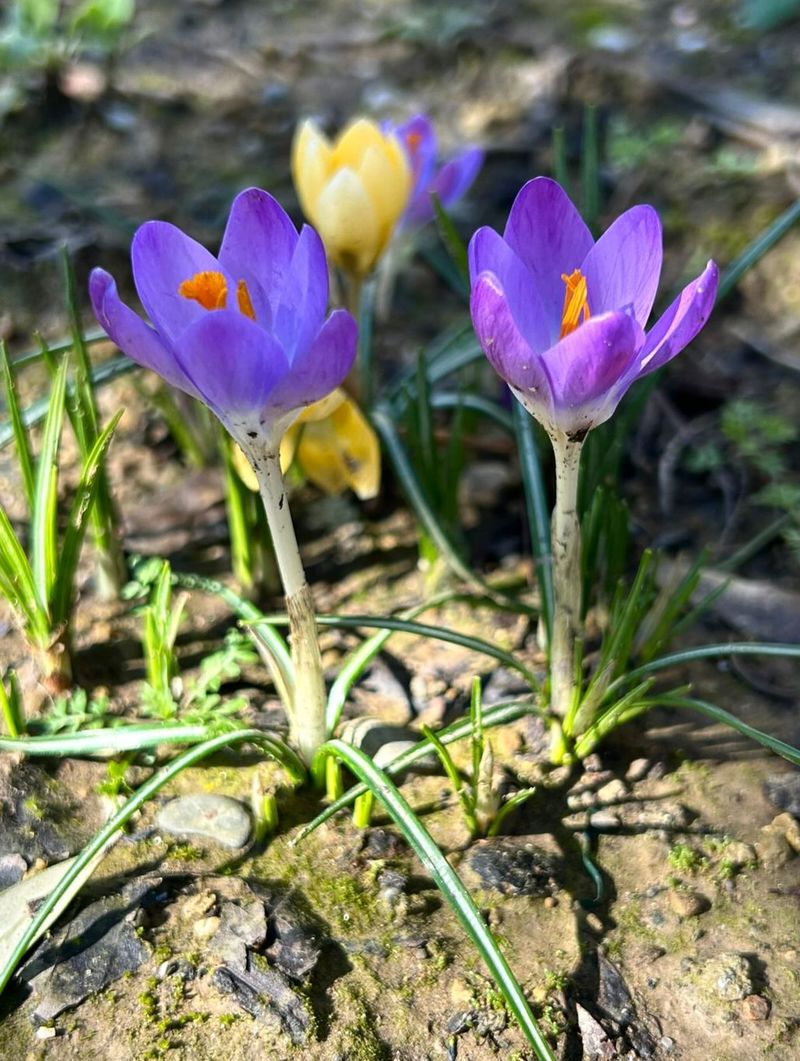 Sun And Drainage Bring Out The Best Blooms