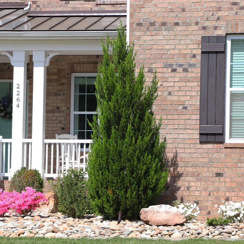 Sun-Loving Spartan Juniper Stays Dense And Upright Sun-Loving Spartan Juniper Stays Dense And Upright