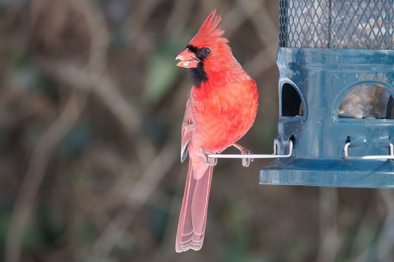 Sunflower Seeds Help Keep Them Coming Back