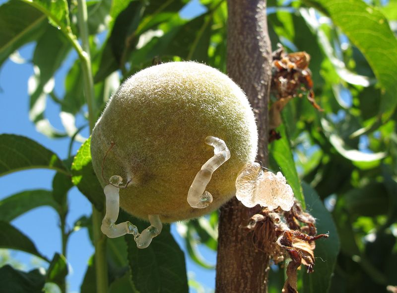 Sunken, Misshapen Peaches Known As Catfacing
