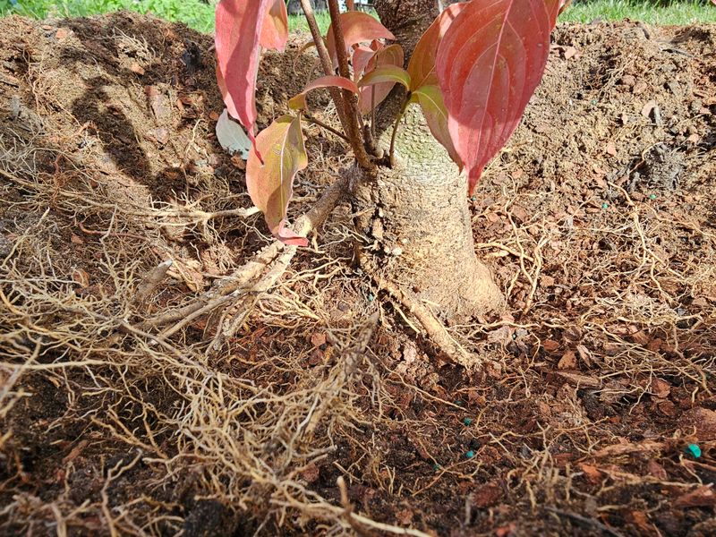 Sunken Plants Can Still Be Lifted This Month