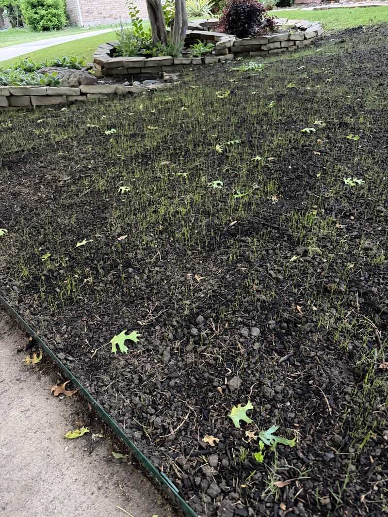 Sunlight Shortage Starves Young Seedlings