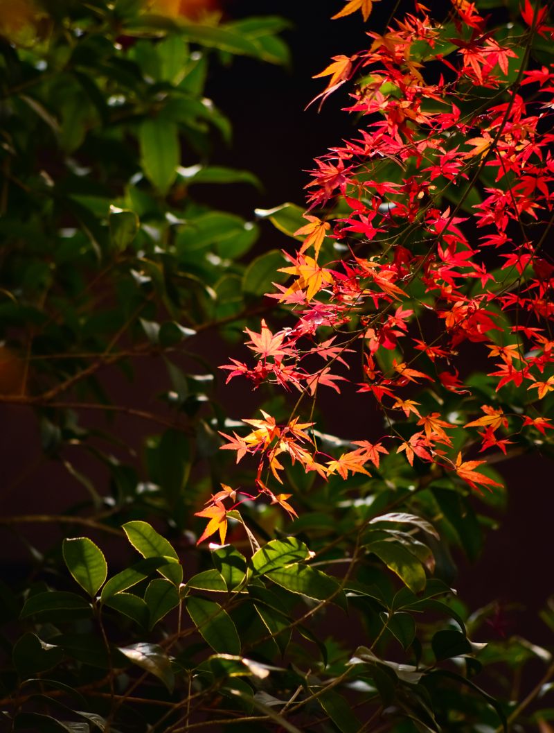 Sunny Days And Cool Nights Make The Brightest Leaves