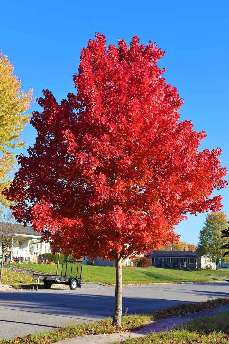 Sunny Days Help Bring Out Brighter Red Pigments Sunny Days Help Bring Out Brighter Red Pigments