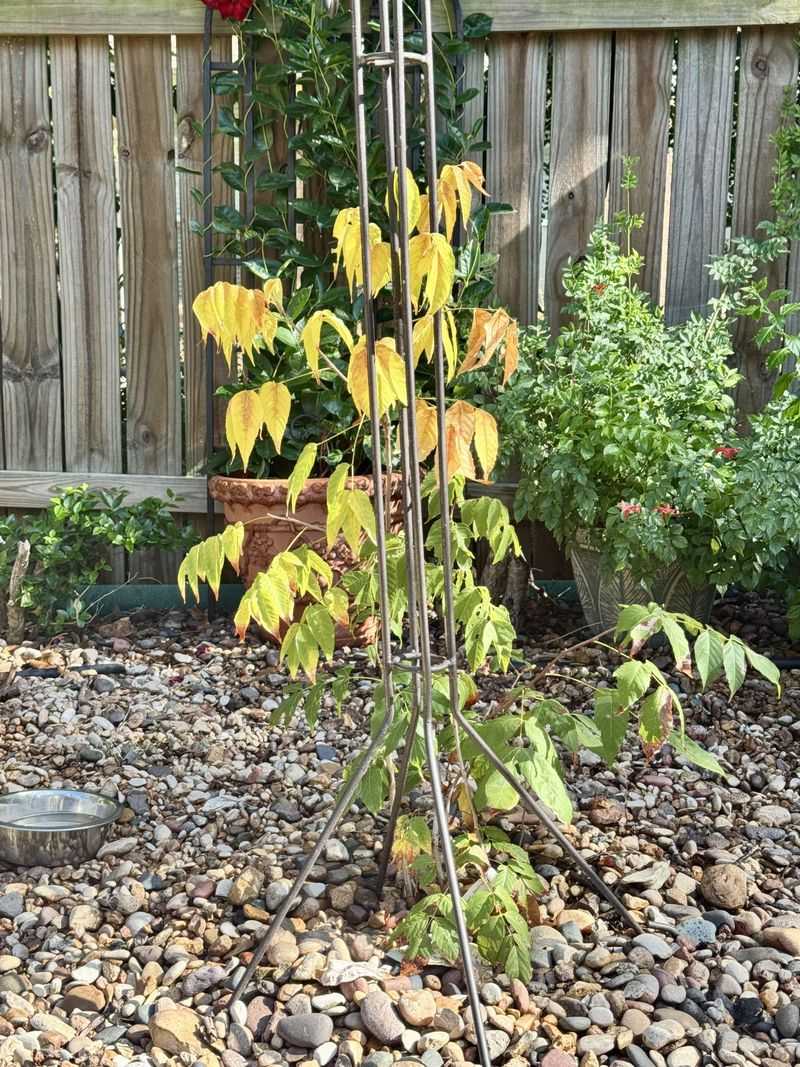 Sunny Spots And Rocky Soil Make It Happy