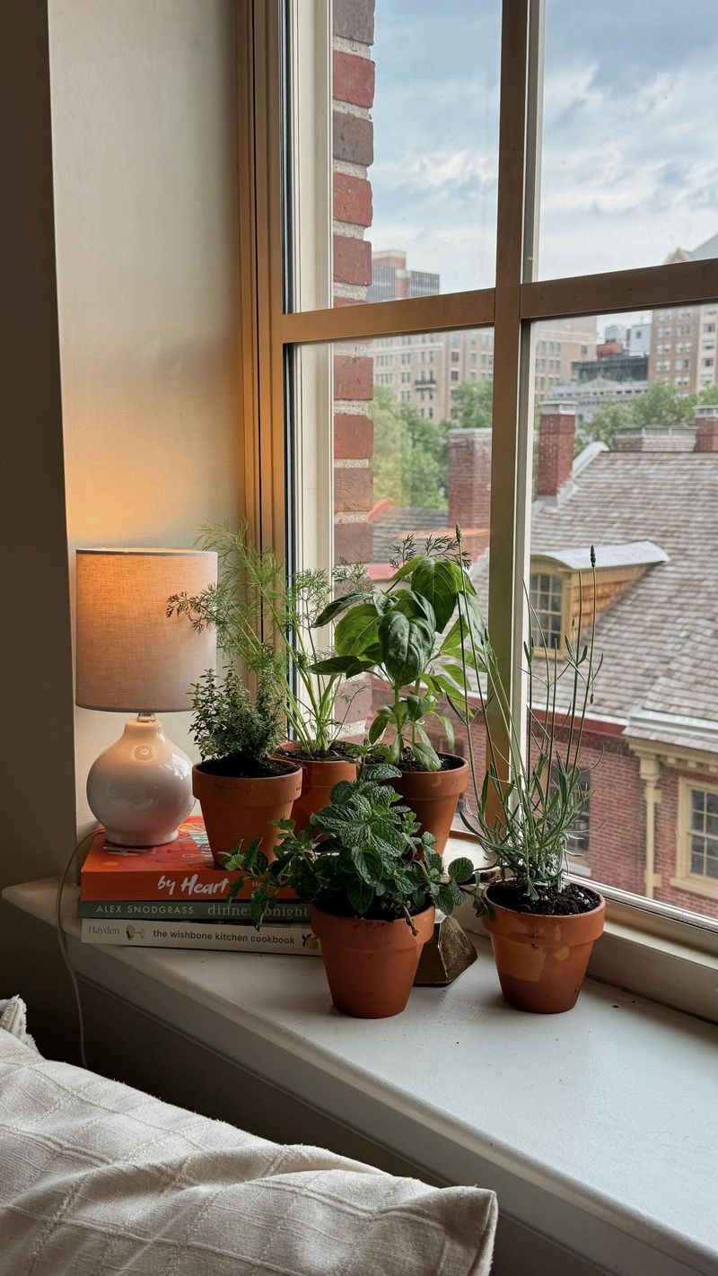 Sunny Windowsills Inside Are A Safer Bet Sunny Windowsills Inside Are A Safer Bet