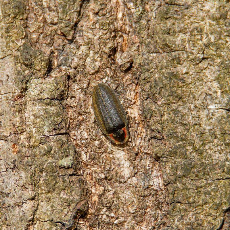 Sunny Winter Days Can Bring Them Out Of Hiding Sunny Winter Days Can Bring Them Out Of Hiding