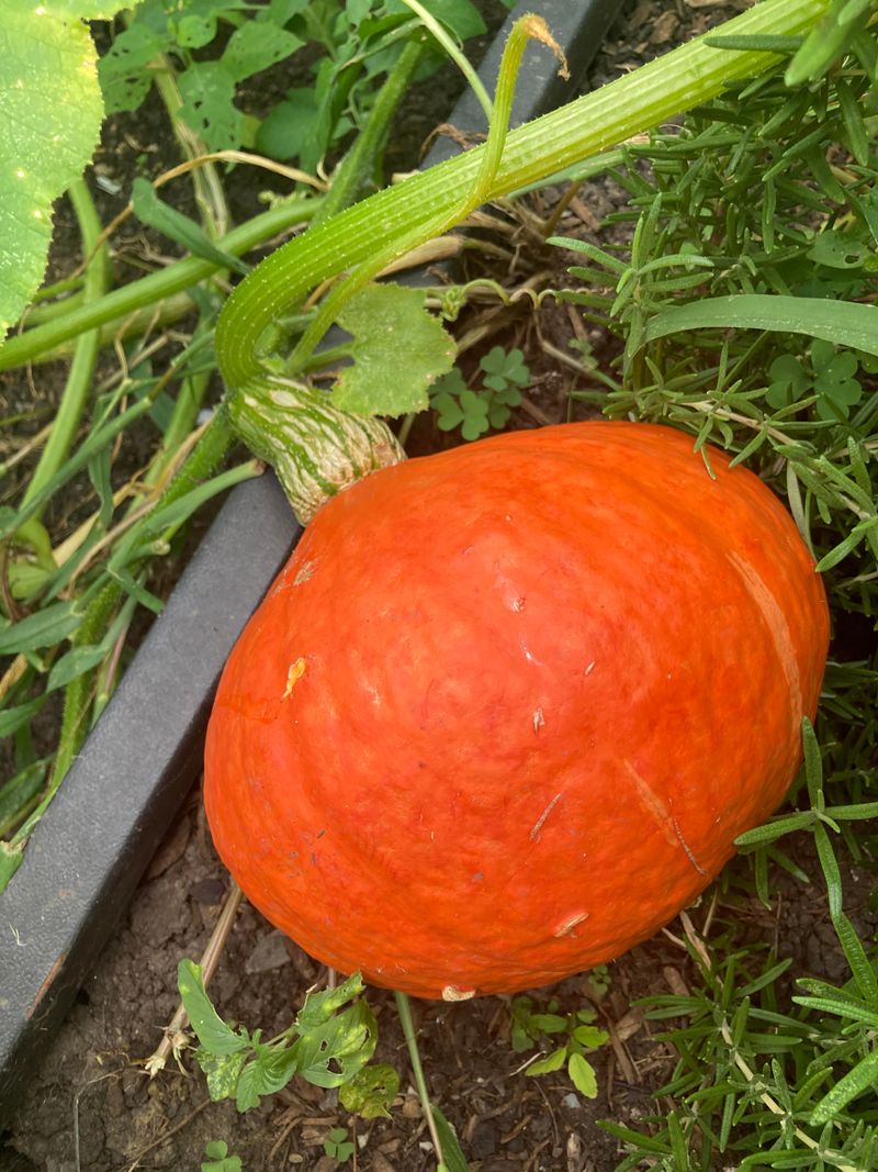 Sunshine Kabocha