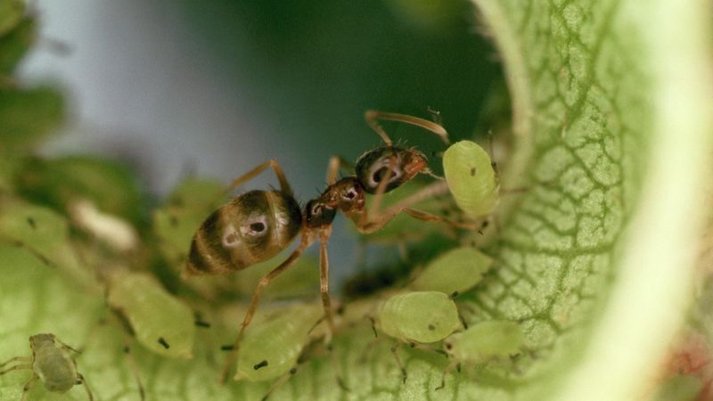 Supercolonies Show Little Aggression Between Nests