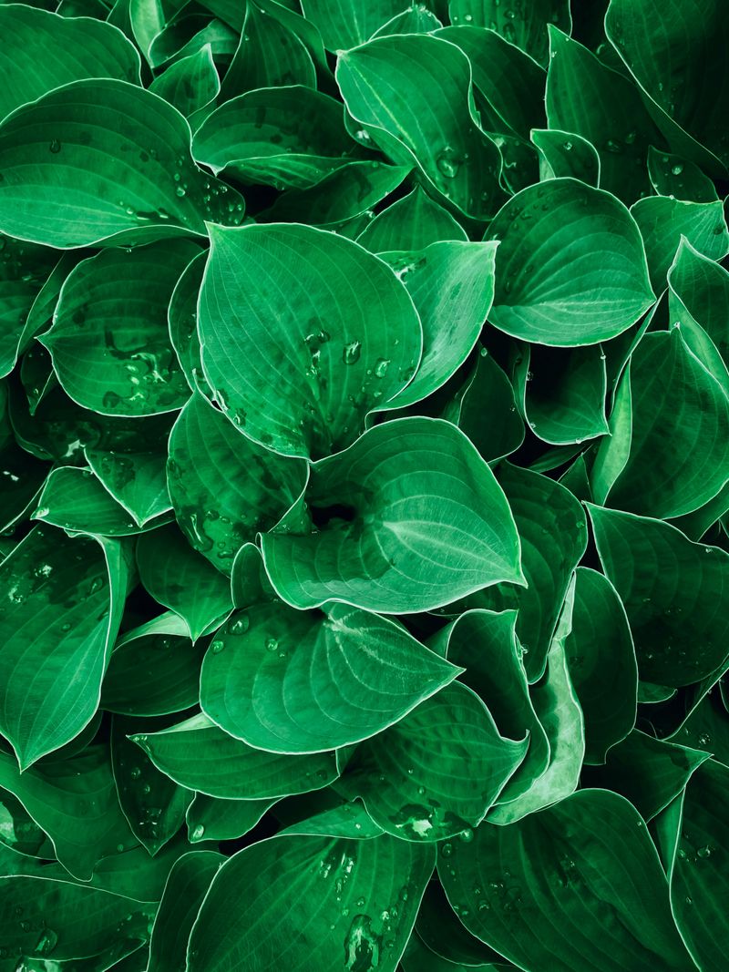 Support Acid-Loving Plants Naturally