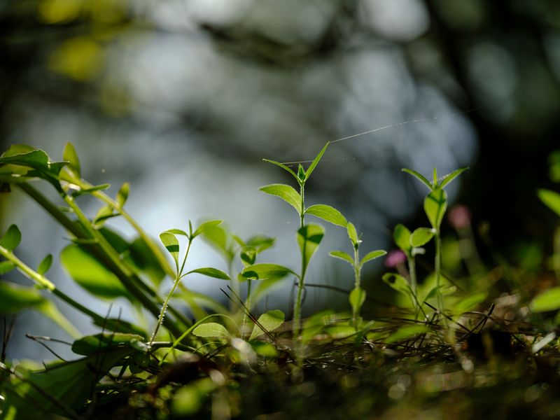 Surprise Seedlings And A Few Small Upsides