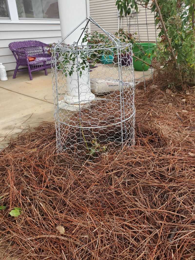Surround Bigleaf Types With A Wire Cage