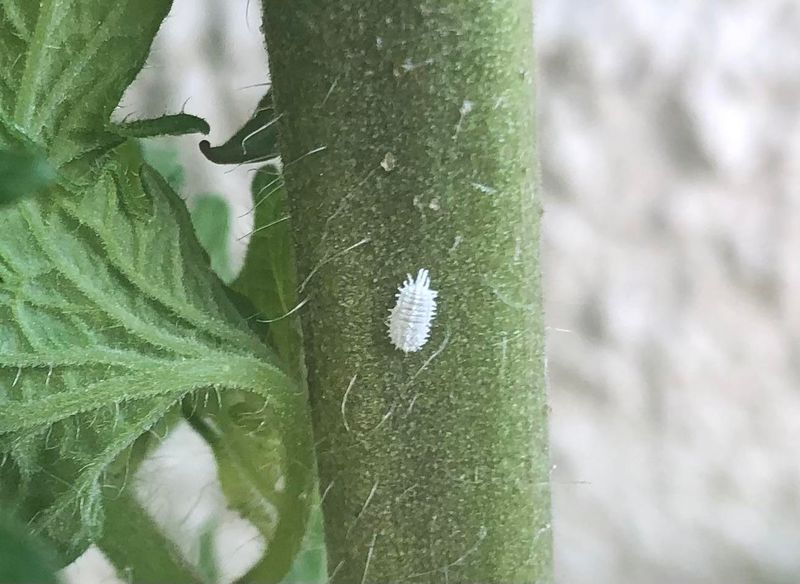 Suspected Infestations Should Be Reported To Extension Experts