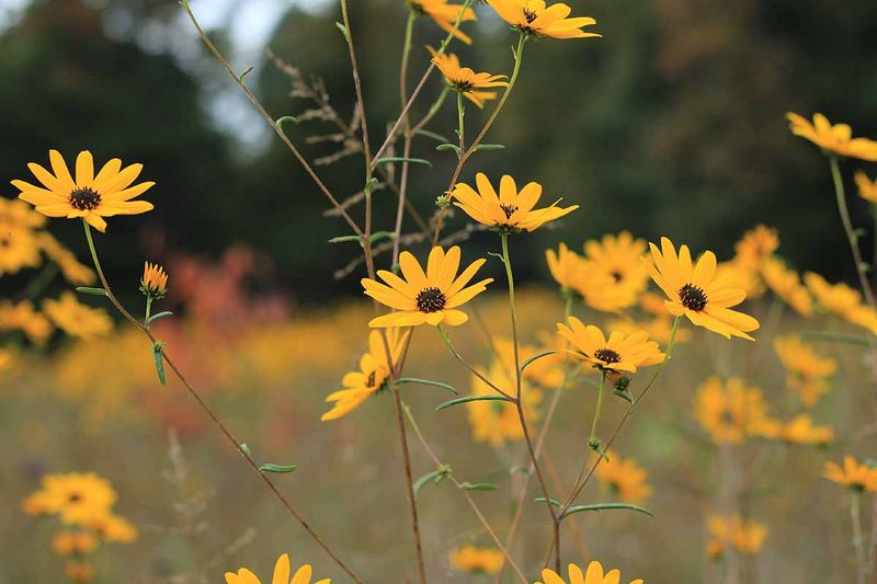 Swamp Sunflower Lights Up The Fall Garden Swamp Sunflower Lights Up The Fall Garden