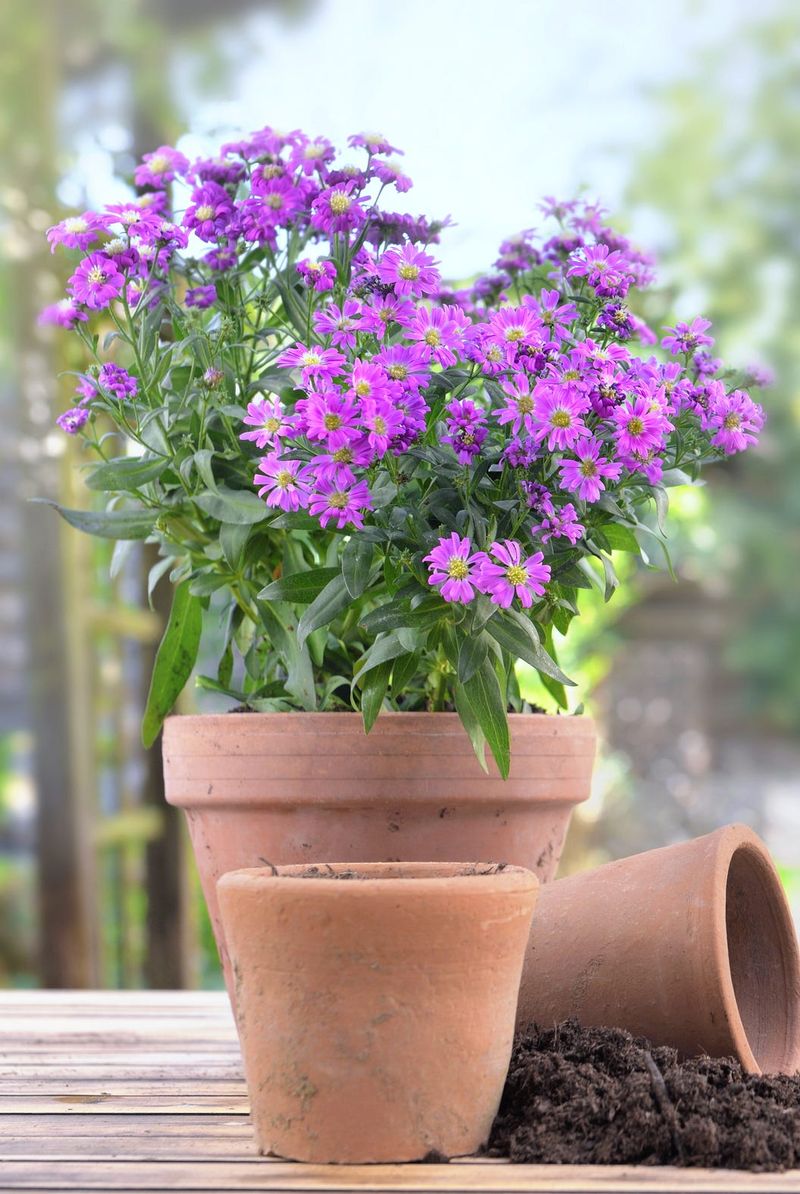 Swap In Asters For A Burst Of Purple