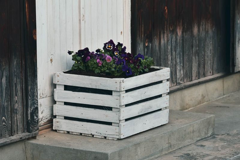 Swap In Pansies And Dianthus Once Nights Cool Down Swap In Pansies And Dianthus Once Nights Cool Down