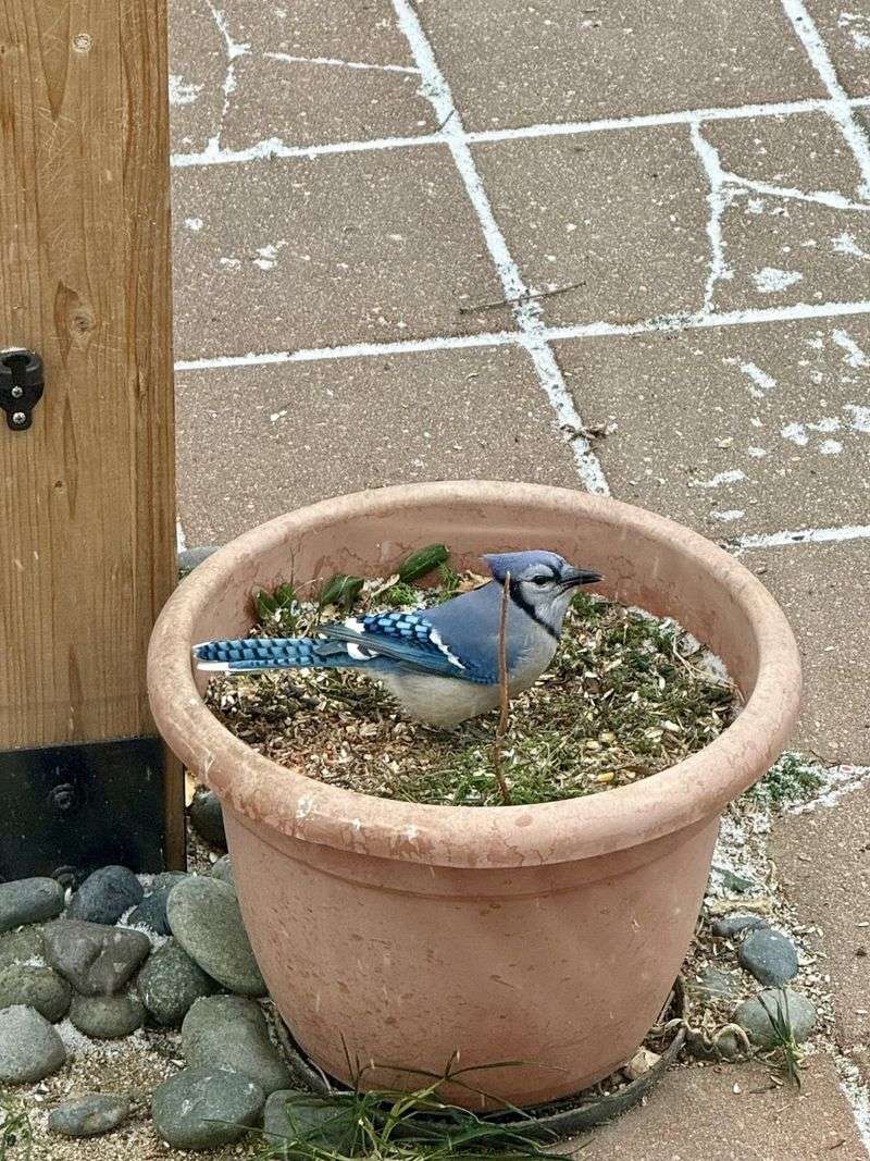Sweep Up Spilled Seed