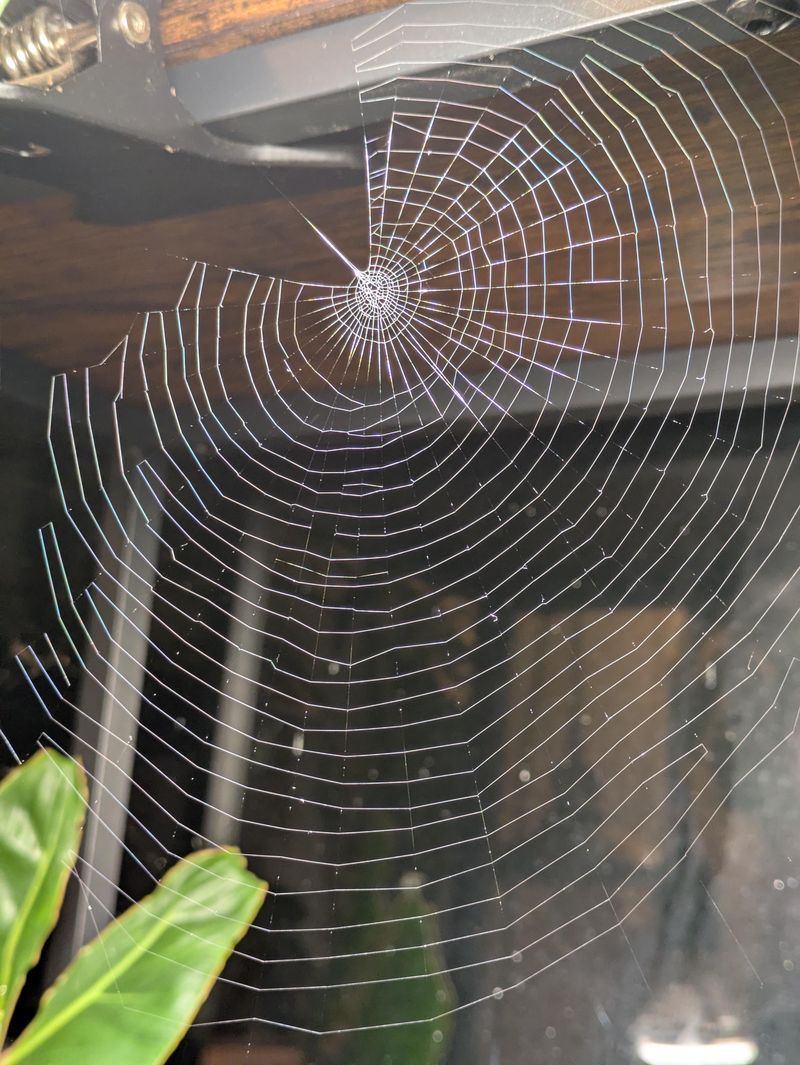 Sweep Webs Often So Spiders Move On Sweep Webs Often So Spiders Move On