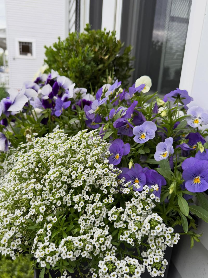 Sweet Alyssum Spills Over The Edges Sweet Alyssum Spills Over The Edges