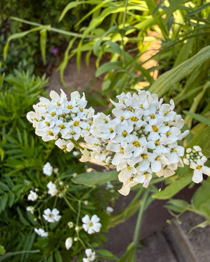 Sweet Alyssum Spreads A Honey-Like Scent Along Bed Edges