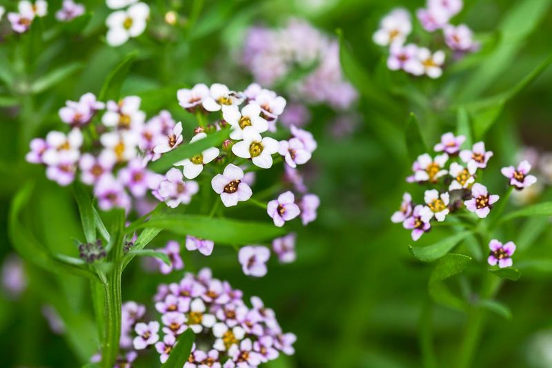 Sweet Alyssum Sweet Alyssum