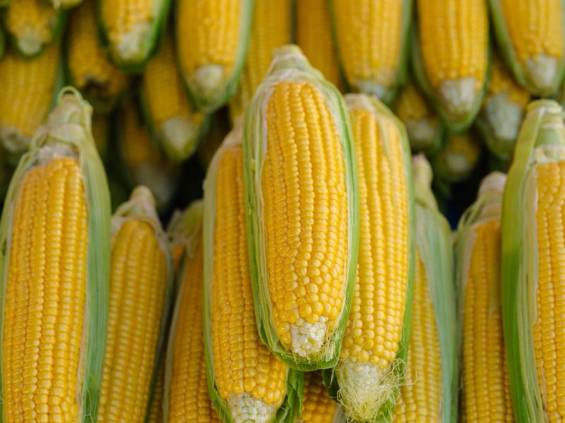 Sweet Corn And Leftover Stalks