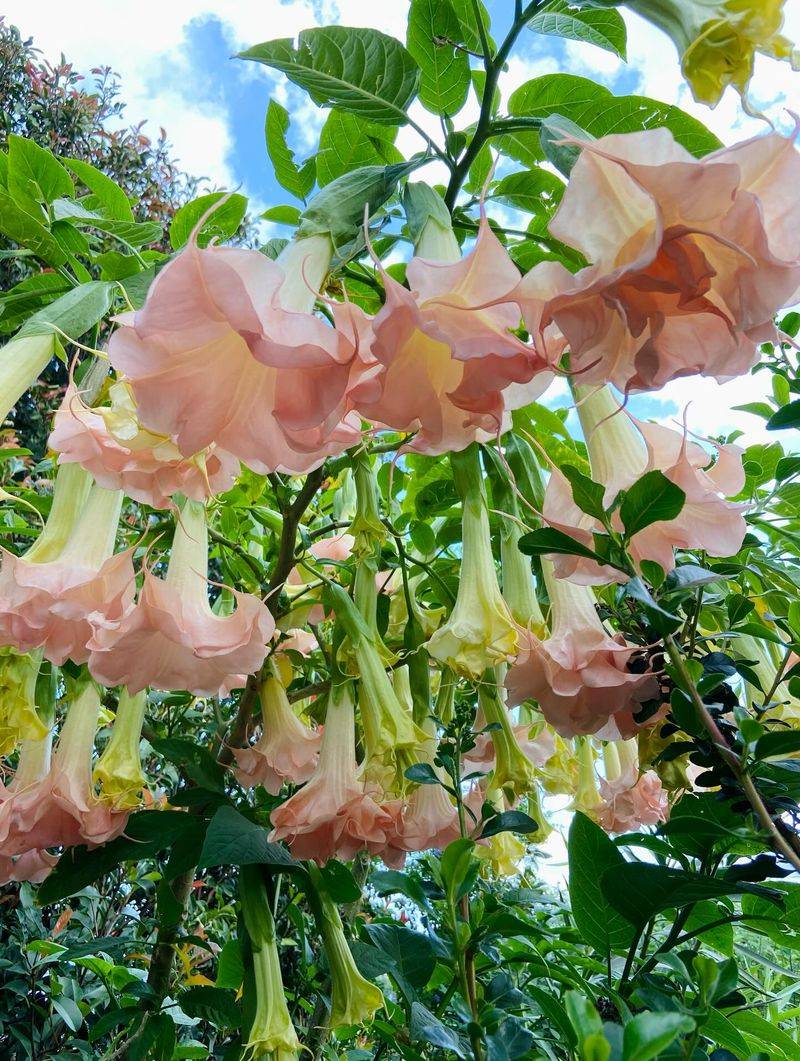 Sweet Fragrance Often Grows Stronger In The Evening Sweet Fragrance Often Grows Stronger In The Evening
